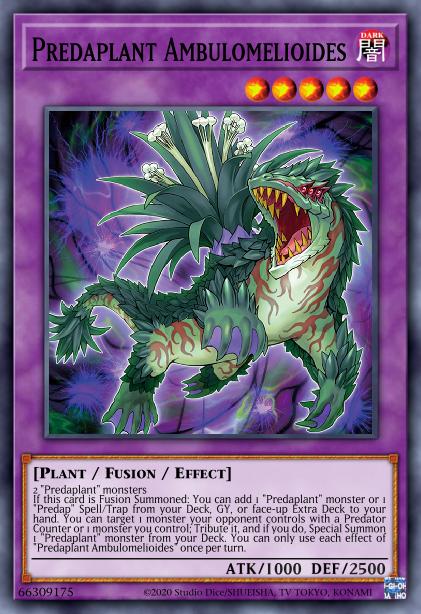 Ambulomelides Prédaplante