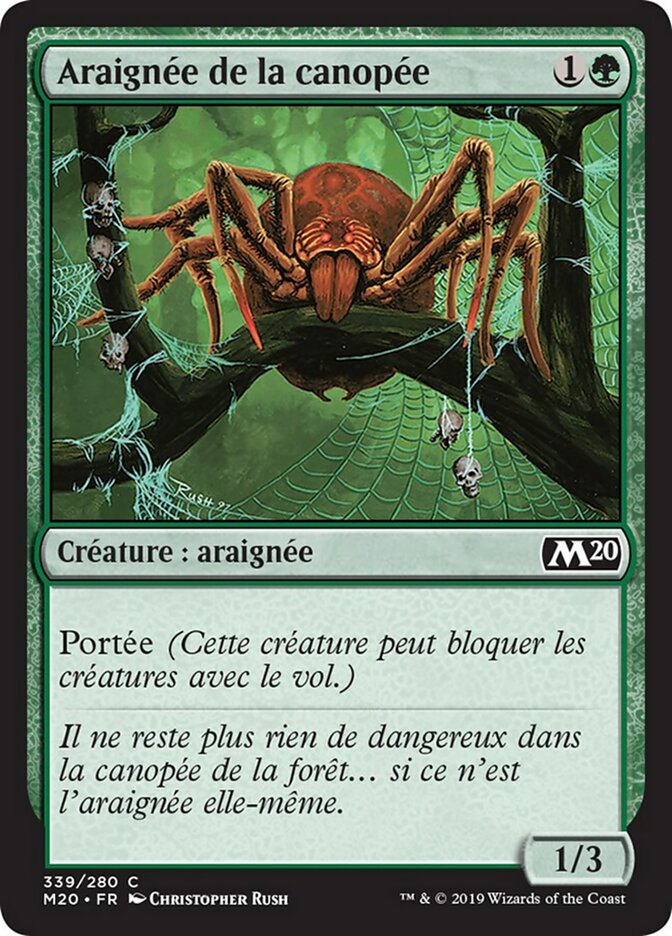 Araignée de la canopée