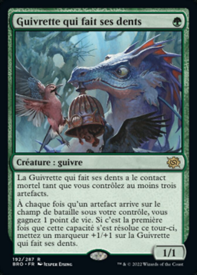 Guivrette qui fait ses dents