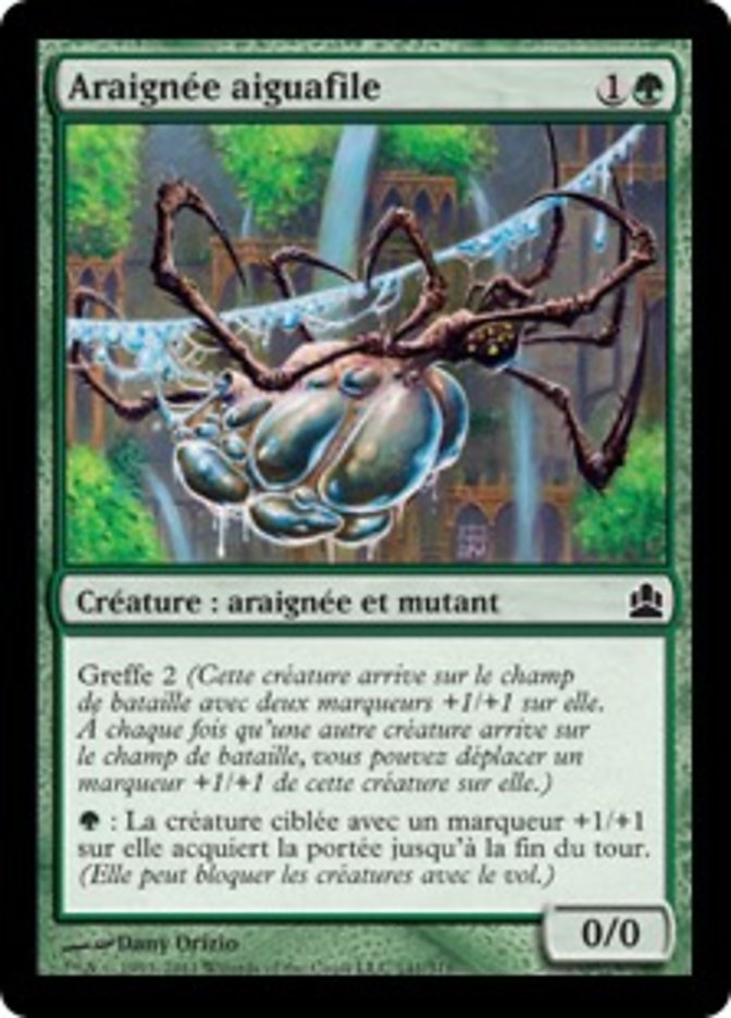 Araignée aiguafile