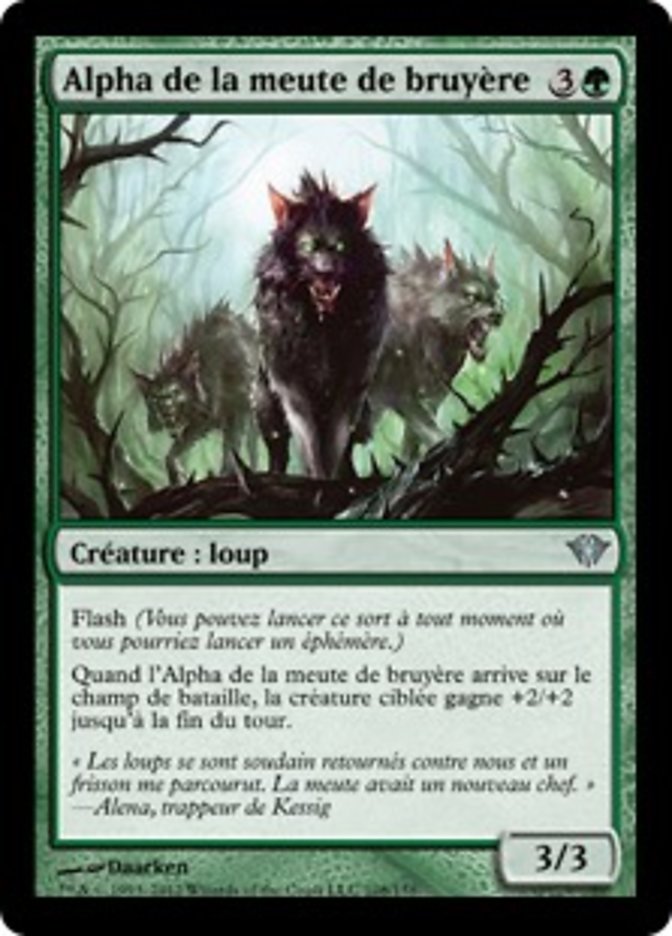 Alpha de la meute de bruyère