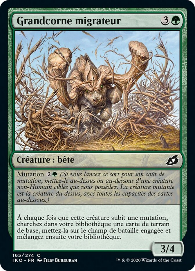 Grandcorne migrateur