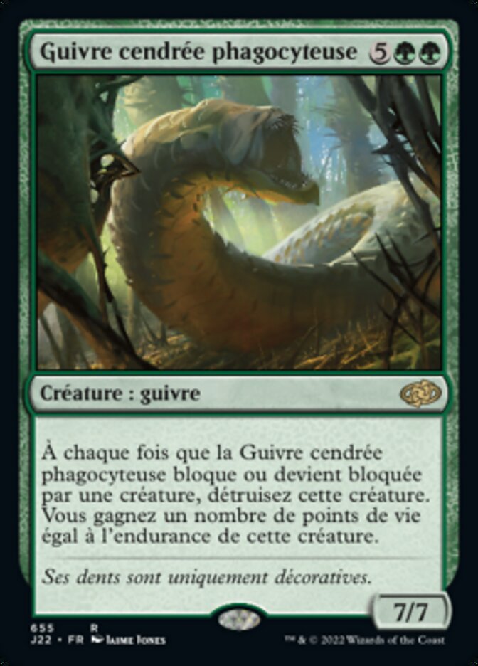 Guivre cendrée phagocyteuse