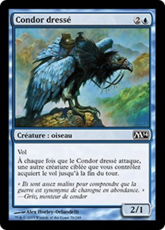 Condor dressé