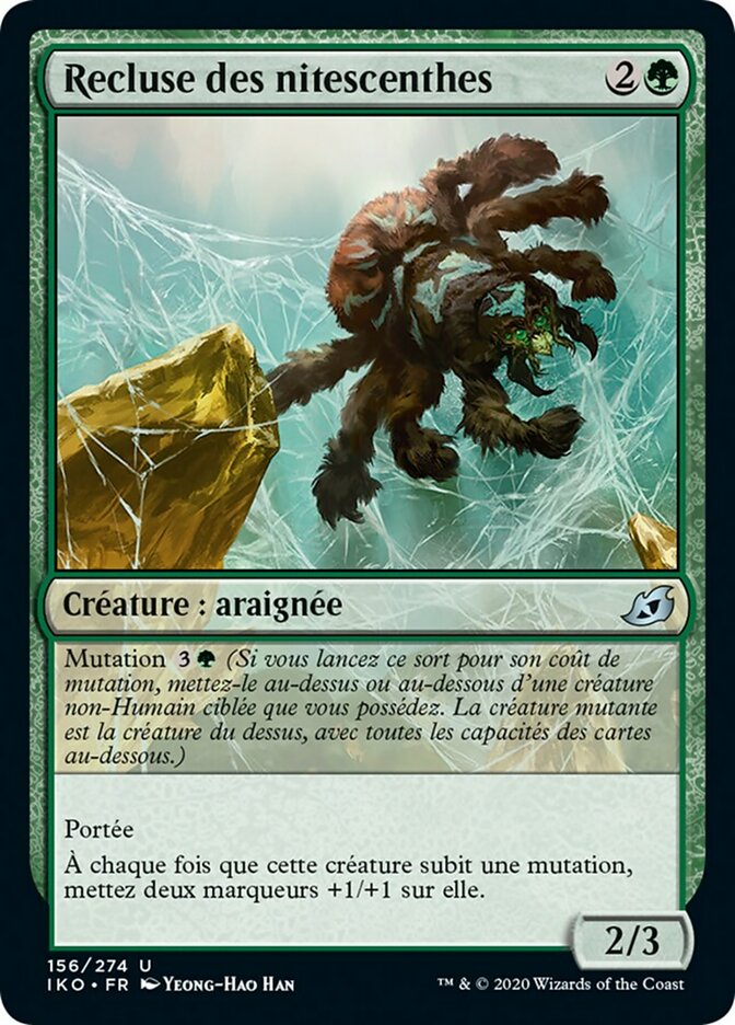 Recluse des nitescenthes