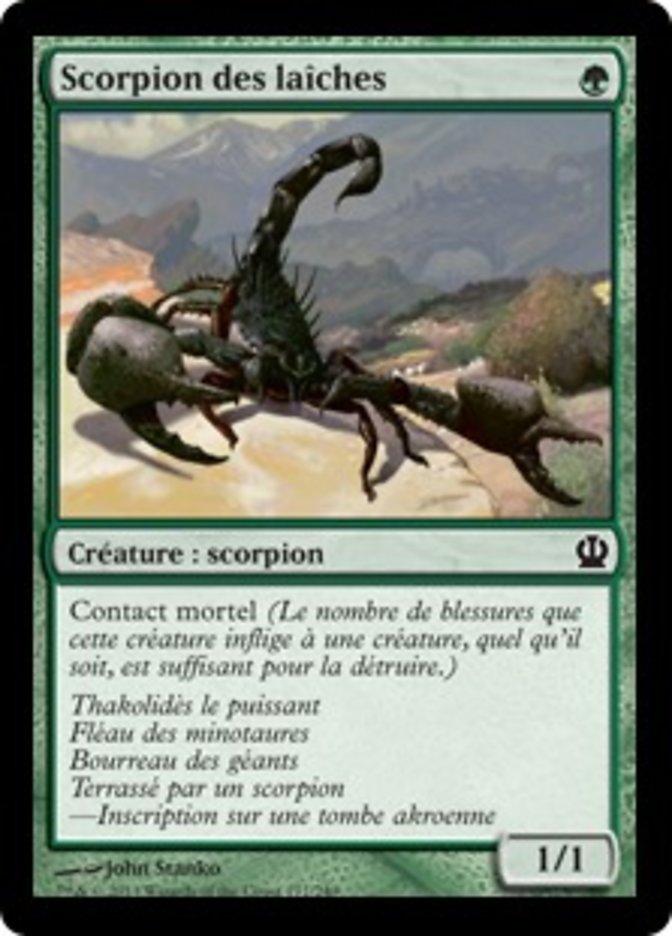 Scorpion des laîches